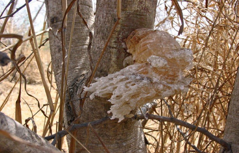 Gum arabic