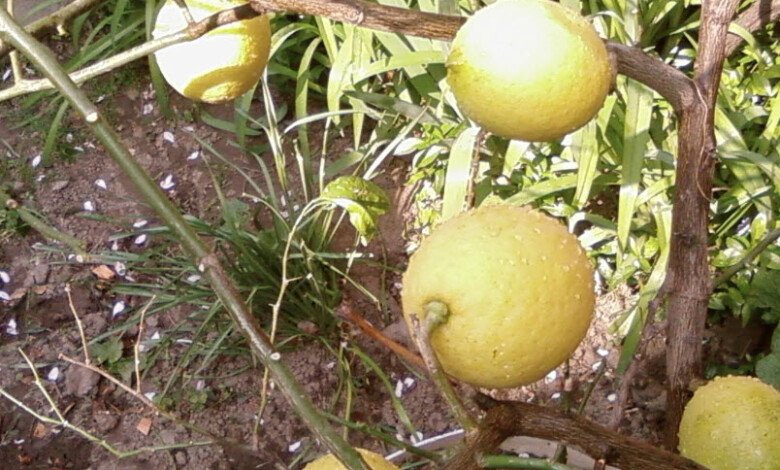 القيمة الغذائية لليمون